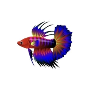 Crimson Crown Betta